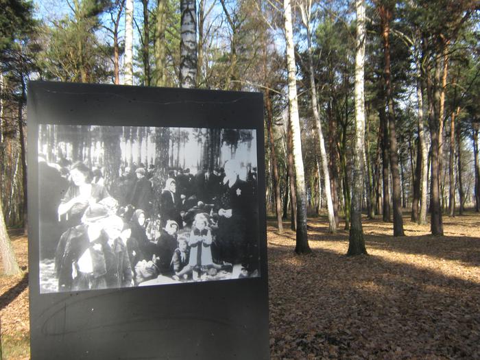 Il bosco delle betulle di Auschwitz-Birkenau
